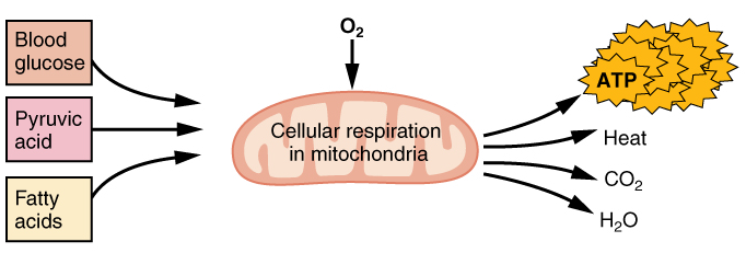 aerobic metabolism
